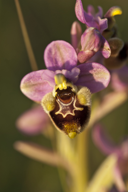 Ophrys dalla Lucania